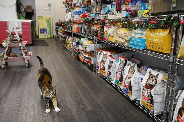 Thiet Ke Pet Shop Dep (6)